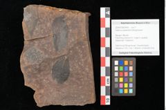 Foto (Objekt + Etikett) von Quercus mediterranea, Unger (NHMW-GEO-2024-0188-0908)